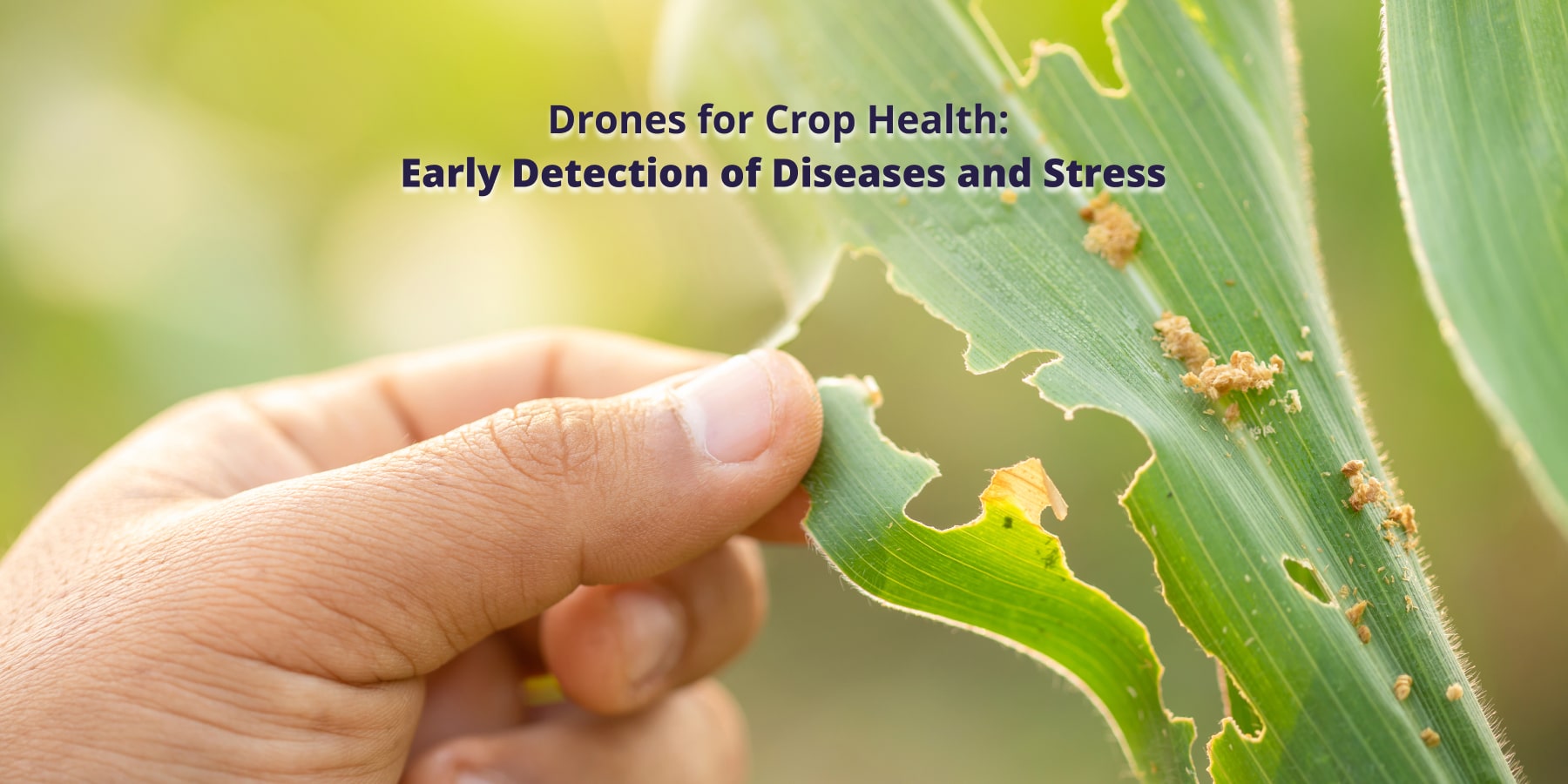 Eqviv Drones for Crop Health analysis