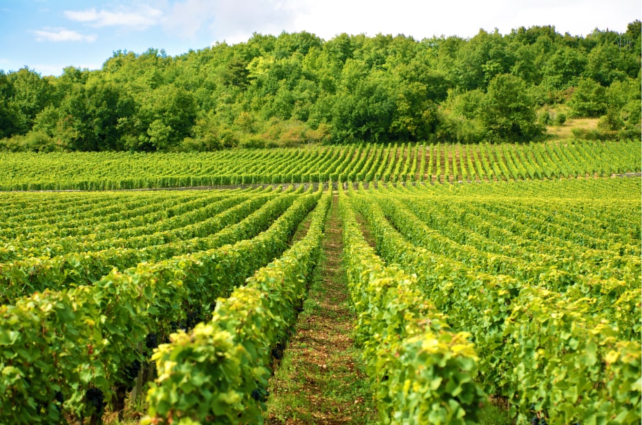 crop monitoring by eqviv agriculture drone